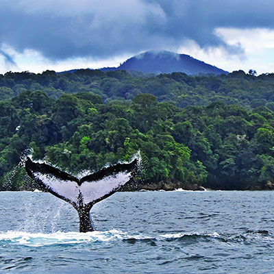 El Chocó, el paraíso colombiano en donde las ballenas nacen y las tortugas cantan