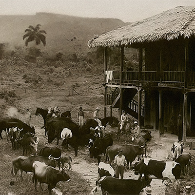 La ganadería en la historia y en los estudios históricos sobre el Caribe colombiano